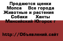 Продаются щенки Мопса. - Все города Животные и растения » Собаки   . Ханты-Мансийский,Югорск г.